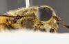 Hybomitra distinguenda